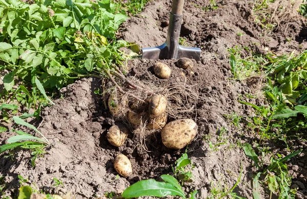 Digging potatoes with shovel on the field from soil. Potatoes ha