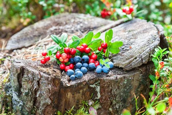 Wild berries on an old stump at the forest