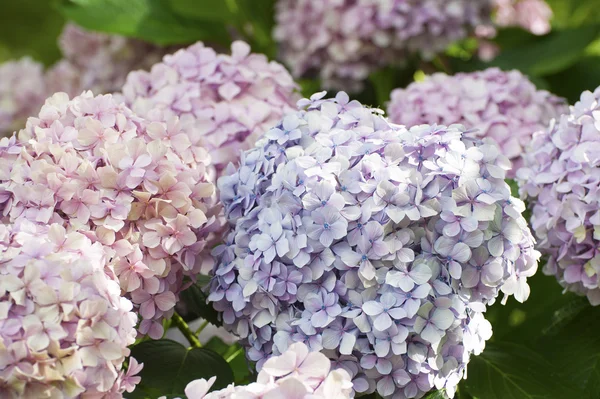 The flowers are blue and pink hydrangeas closeup