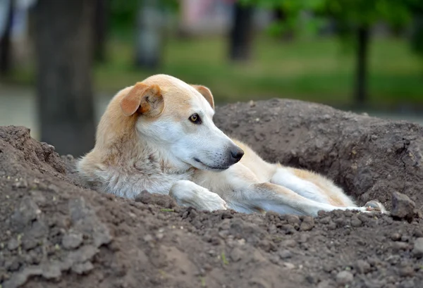 Stray dog lying on a pile of soil