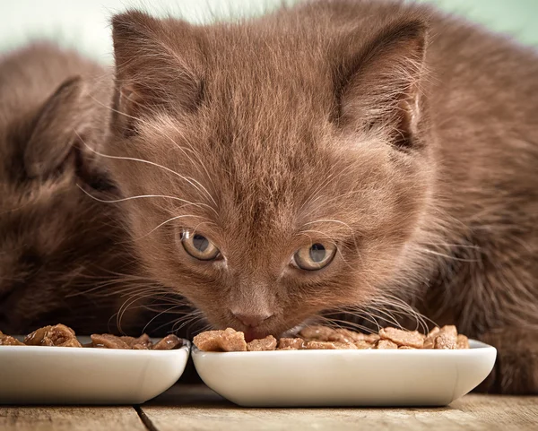 Kitten eating cats food