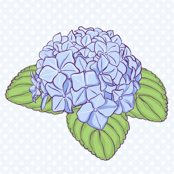 Blue hydrangea flower