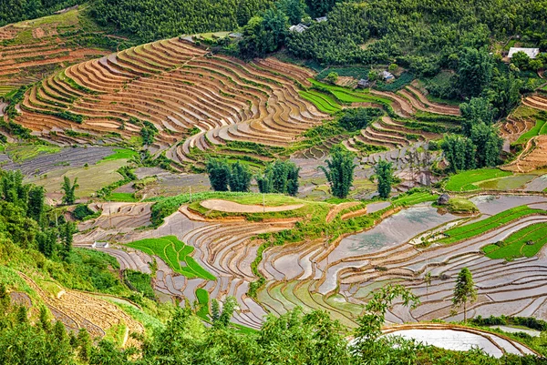 Rice field terraces. Near Sapa, Mui Ne