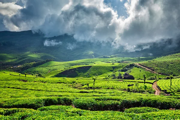 Green tea plantations in Munnar, Kerala, India