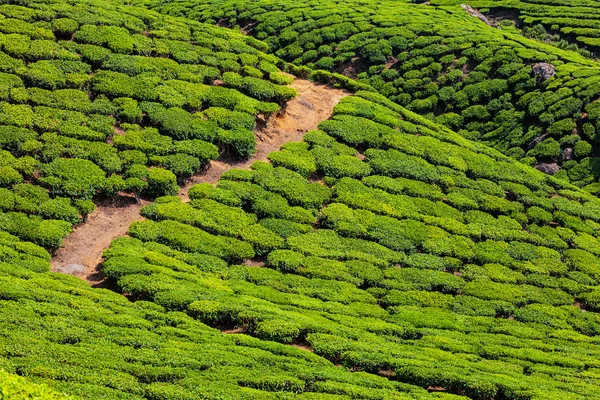 Tea plantations, India