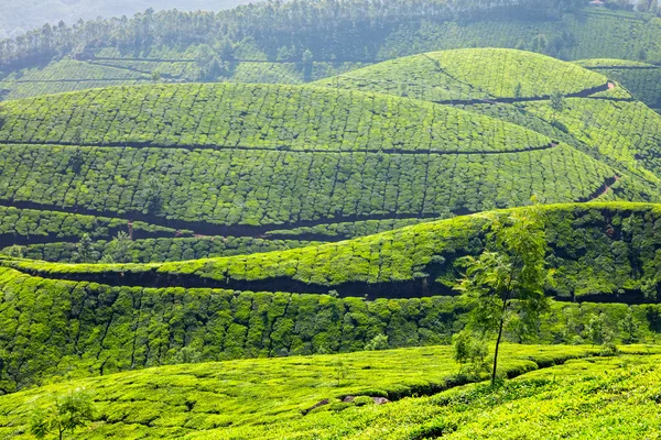 Tea plantations in Kerala, India