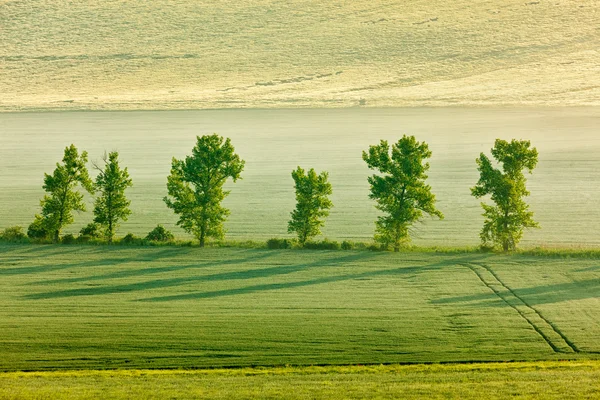 Moravian rolling landscape with trees in morning