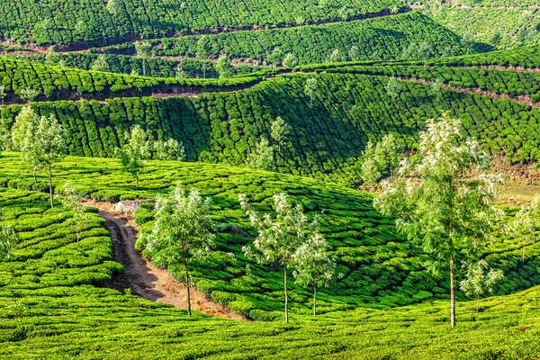 Tea plantations in the morning, India