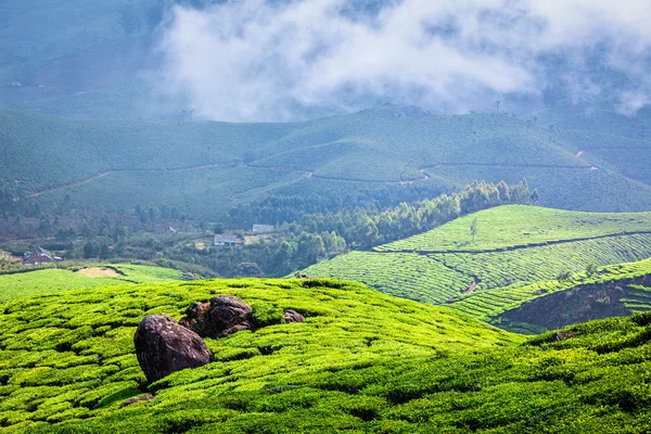 Green tea plantations in Munnar, Kerala, India