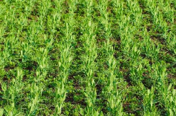 Green pea field