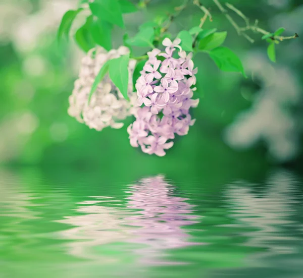 Branch of lilac flowers