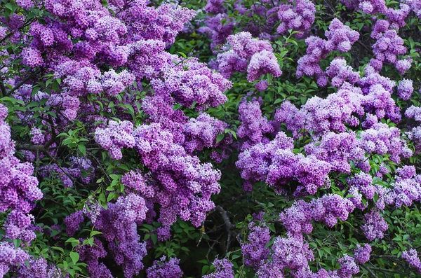 Branch of lilac flowers