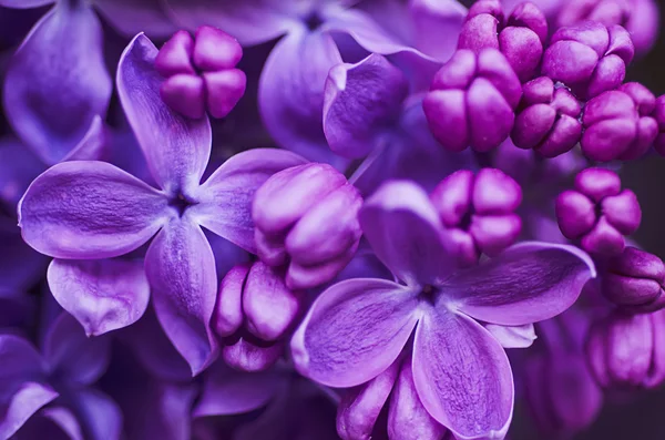 Lilac flowers background