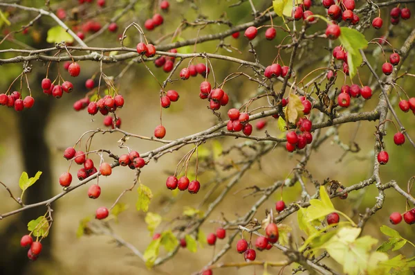 Hawthorn berries in nature