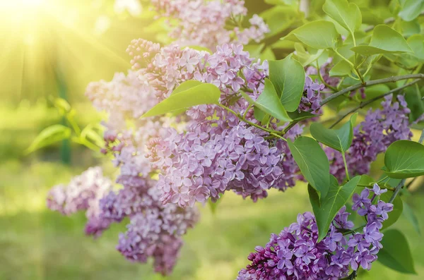 Branch of lilac flowers