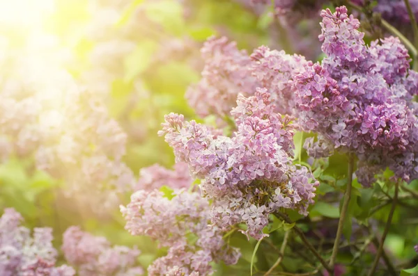 Branch of lilac flowers