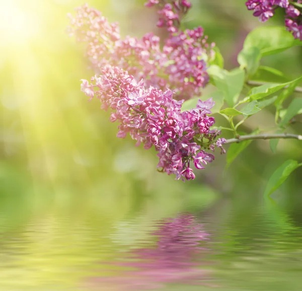 Branch of lilac flowers