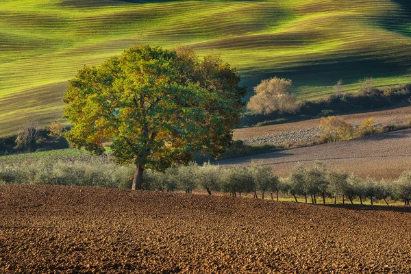 Tuscan fields and trees