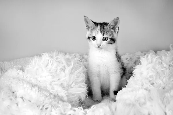 Spotted kitten sitting on a fur rug for cats (black and white)