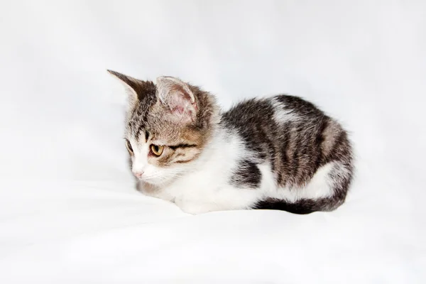 Spotted funny cat isolated