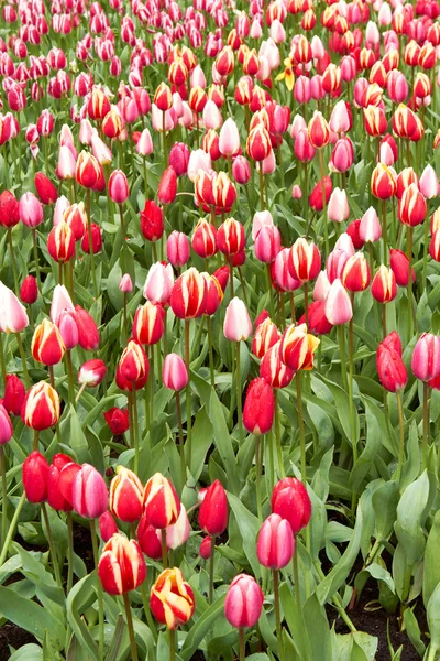 Red and pink Tulips in Keukenhof Flower Garden,The Netherlands