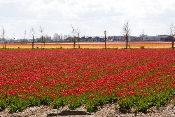 Waves of Tulip fields near Keukenhof Flower Garden, Netherlands