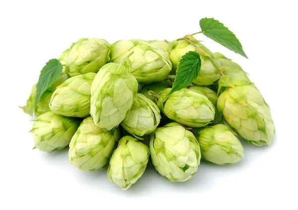 Blossoming hop with leaves