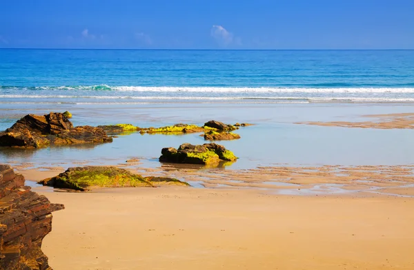 Wild sand beach at ocean  coast