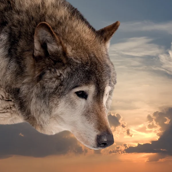 Head of wolf  against sunset sky
