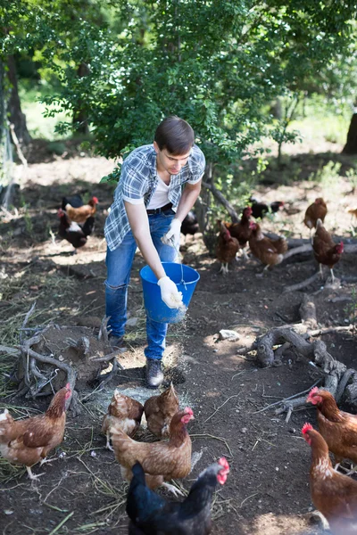 Man farmer feeding chickens