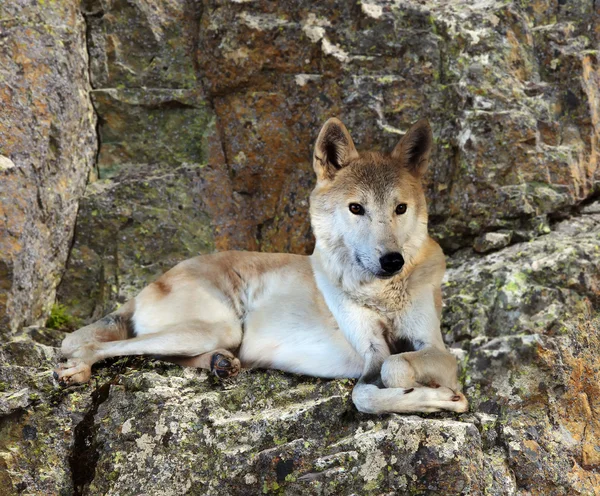 Gray wolf sits on rock