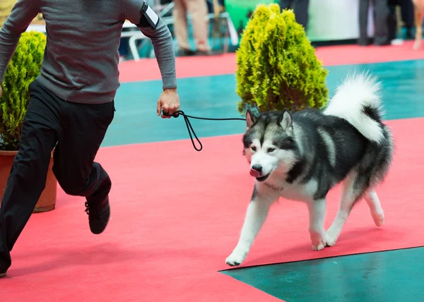 Dog and man at exhibition