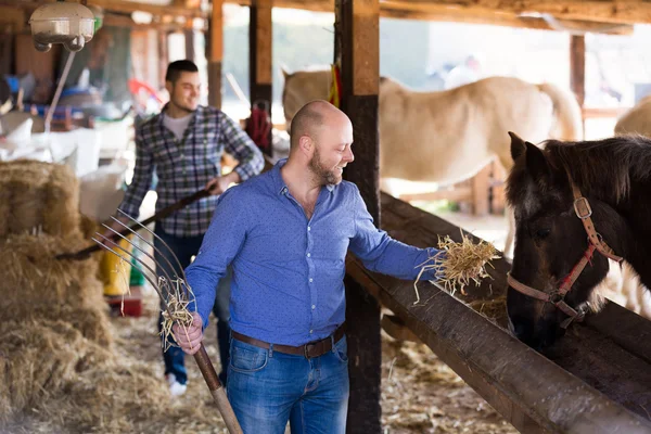 Two farm workers feeding horses