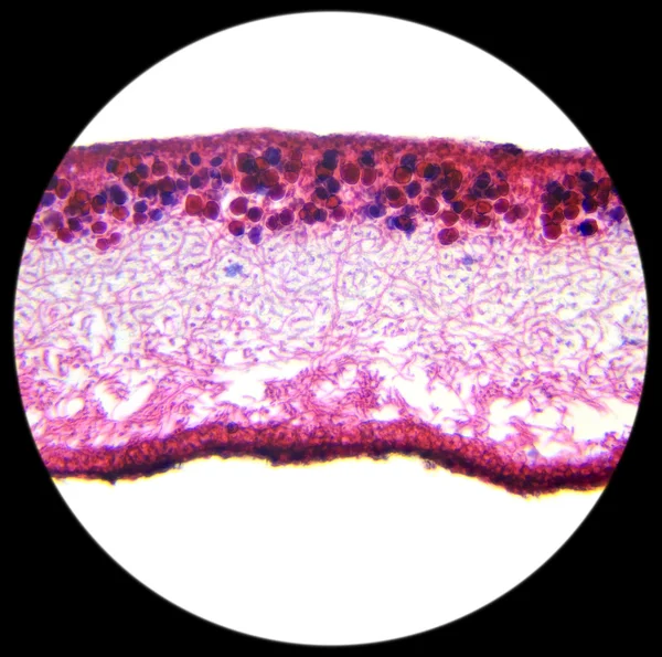 Cut leaf moss under microscope, background.