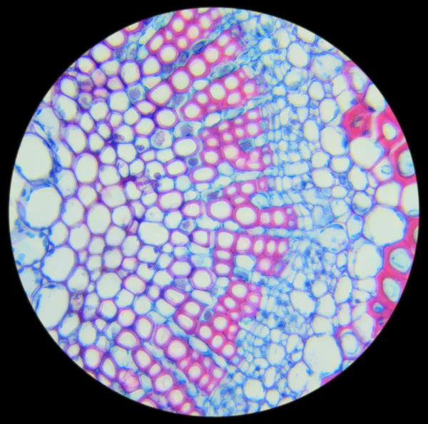Winter Jasmine leaf under a microscope (Leaf of Winter Jasmine C