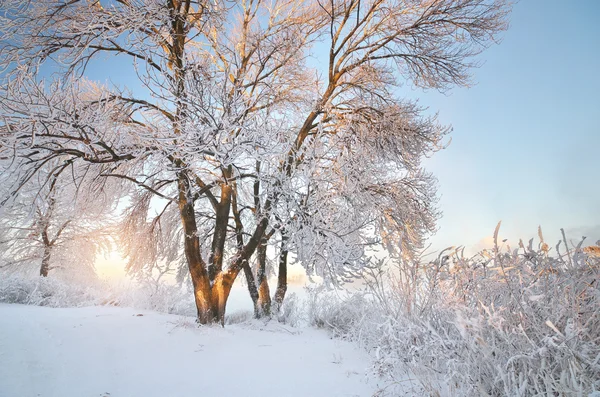 Winter nature landscape.
