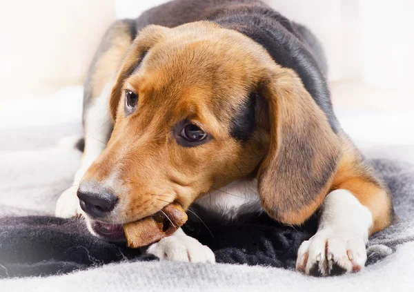 Cute Puppy eating