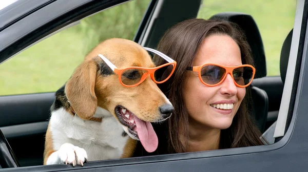Woman with beagle dog in a car.