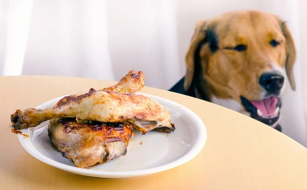 Beagle dog looking  to roasted chicken legs  on  a table