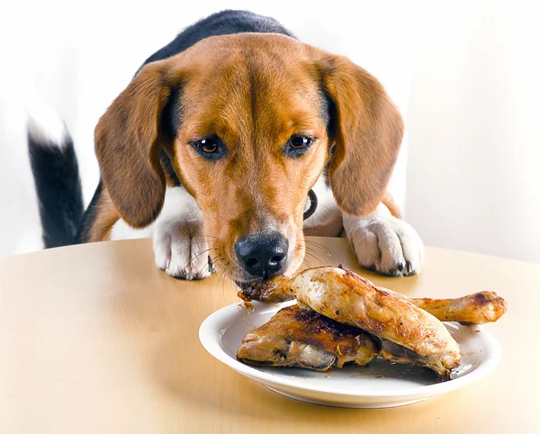 Beagle Dog eating chicken legs