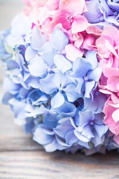 Hydrangea macro