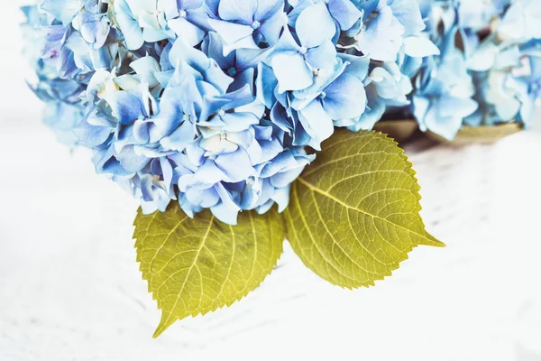 Hydrangea flowers