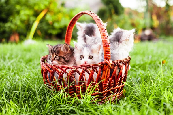 Kittens in the basket