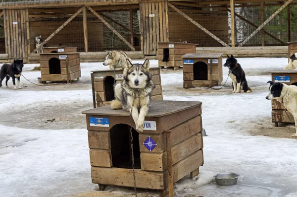 Dog lying on the roof of his kennel.