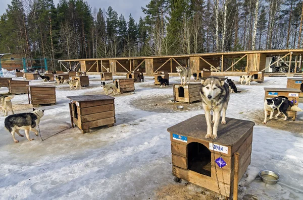 Sled dogs farm in Karelia, Russia.