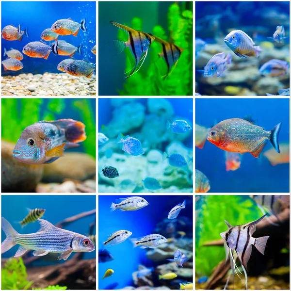 Blue saltwater world in aquarium