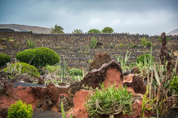 兰萨罗特岛仙人掌花园的 - 图库照片tan4ikk#7