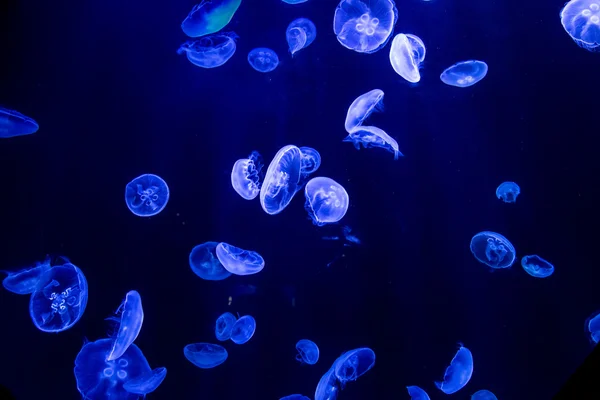 Jellyfish in deep blue water
