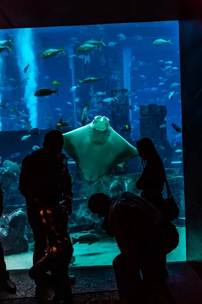 Huge aquarium in Dubai