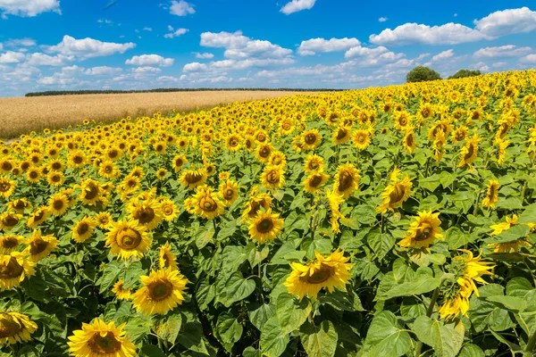 Sun flowers field in Ukraine